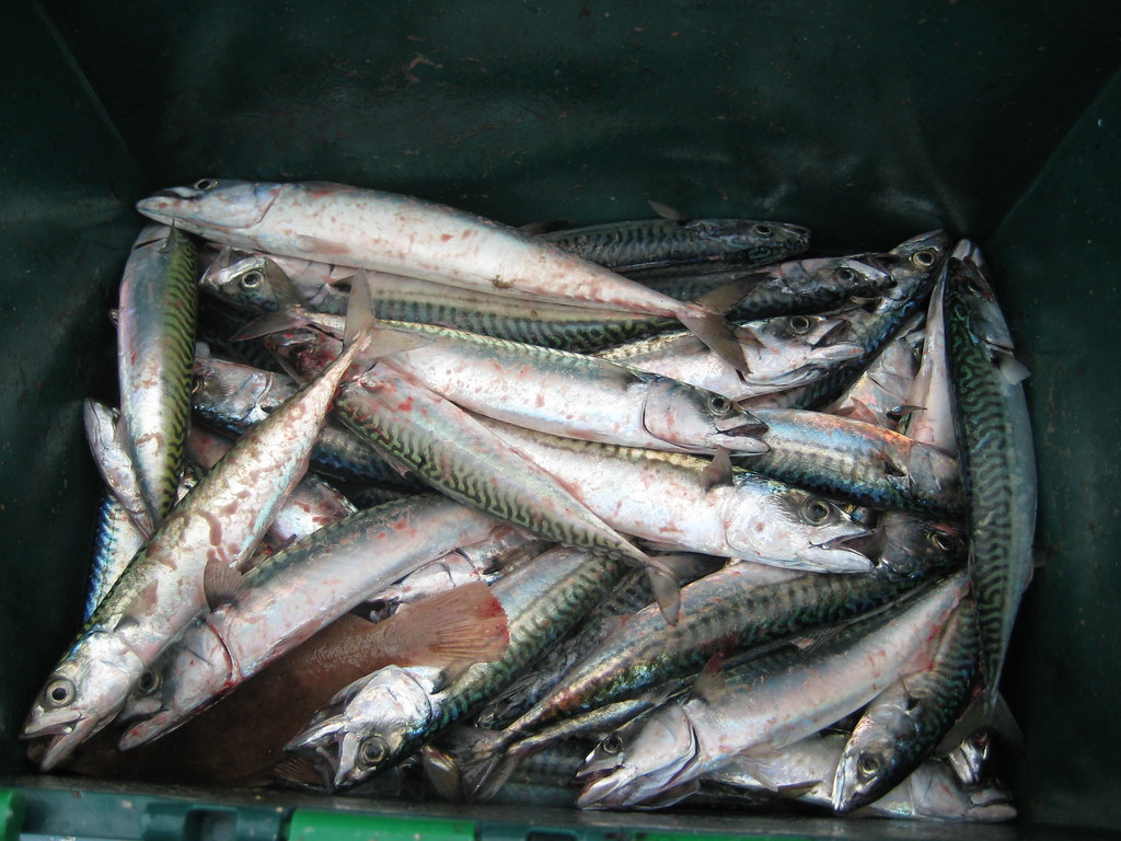Angler wirft am frühen Morgen die Rute an der Weser bei Bremen aus